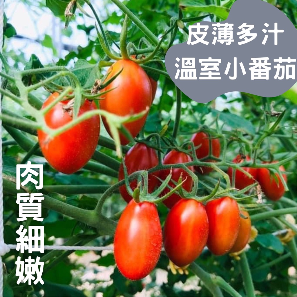 樹爺爺與香奶奶｜果季 溫室小番茄🍅 玉女小番茄 皮薄多汁 小番茄