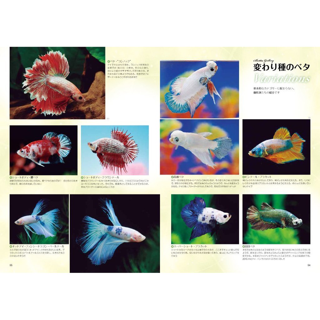 鬥魚飼育書籍魚缸 水中綻放的花朵鬥魚的世界水槽に咲く大輪の花ベタの世界 蝦皮購物