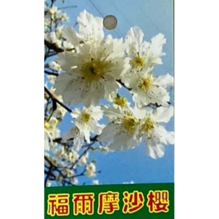 花花世界 落葉喬木 櫻花 墨染櫻 福爾摩沙櫻 天城吉野櫻 鬱金櫻 染井吉野櫻 4吋盆 高25 40cm 蝦皮購物