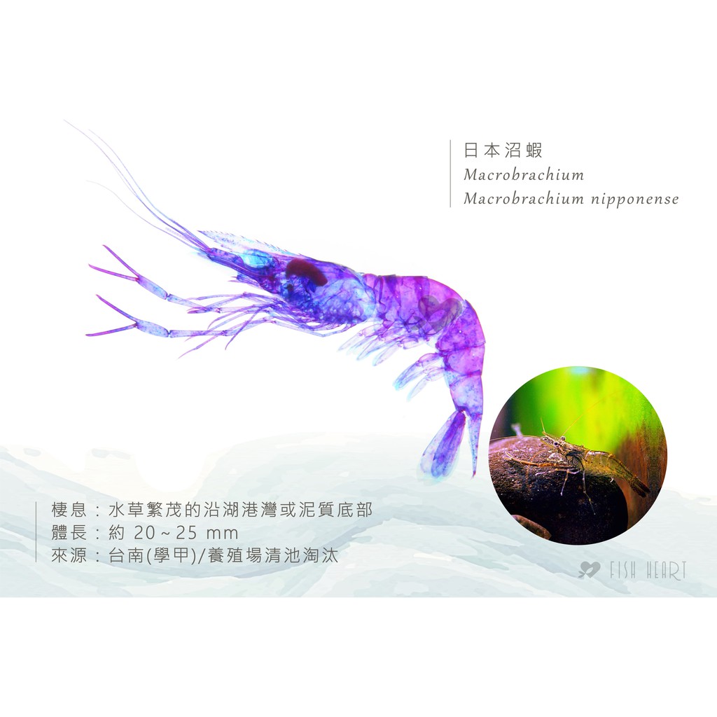 透明標本筆 日本沼蝦macrobrachium Nipponense 蝦皮購物
