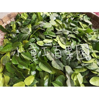 •小童工百果園•新鮮現採泰國檸檬葉 馬蜂橙葉100g