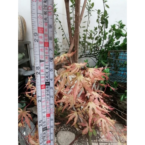 特殊少見的日本品種紅楓樹槭樹高度約有85公分，名字叫赤鴨立澤，3680元郵局免運費好種植喜歡全日照的環境保濕