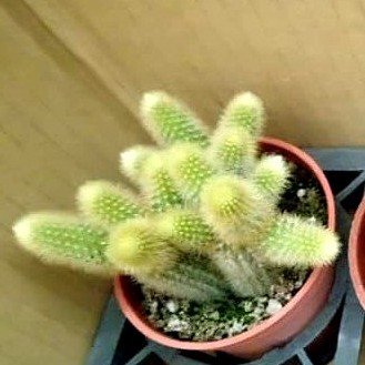 3寸盆仙人掌貓尾巴多肉植物金鈕綠化植物室內植物 蝦皮購物