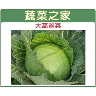 【蔬菜之家滿額免運】B08.大高麗菜種子50顆日本(日本進口向陽巨型高麗菜，最大可達10幾斤)結球類及花菜類種子