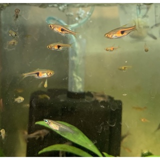 魚喵水族 現貨 買5送2 藍米奇飼料米奇球魚 蝦皮購物