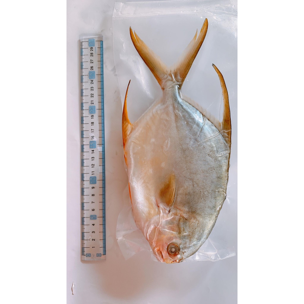 【海鮮長公主】三去現撈現殺真空包裝黃金鯧 500g±10% Snubnose Pompano