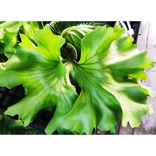 《柯比植物》鹿角蕨 圓葉亞洲猴腦 圓葉亞猴鹿角蕨(賣場有亞猴 象耳 女王 巨獸 細菌 玉女 侏儒爪哇)