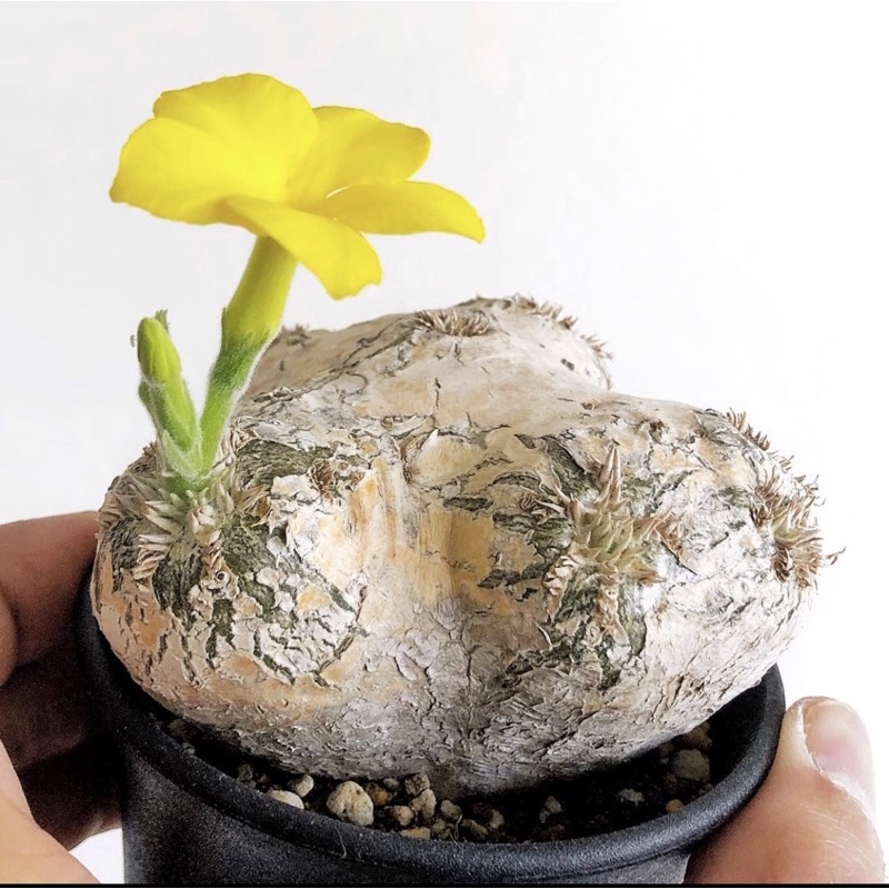 拈花微笑 惠比須笑 Pachypodium Brevicaule 3吋 穩根 原產株 塊根植物 蝦皮購物