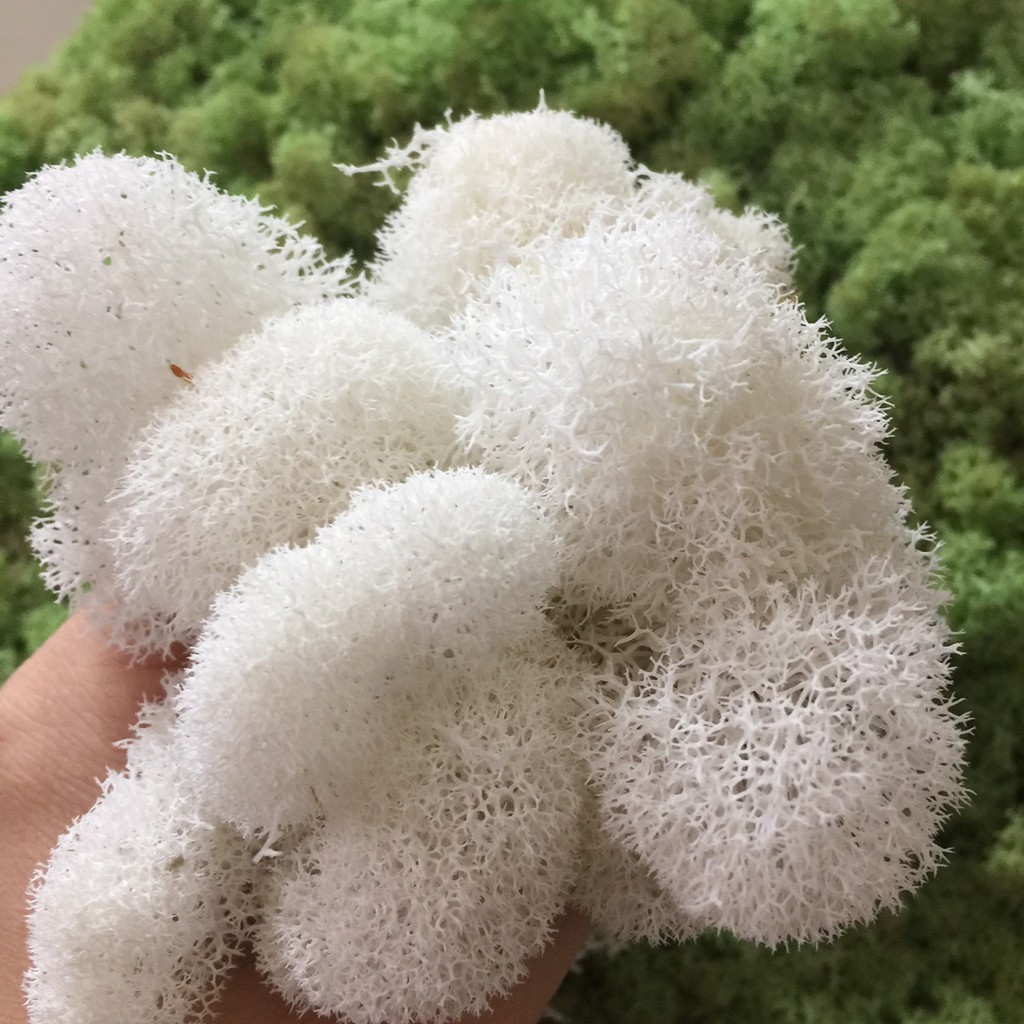 大地農園純白永生苔蘚65g 011 永生水草花藝打底 蝦皮購物