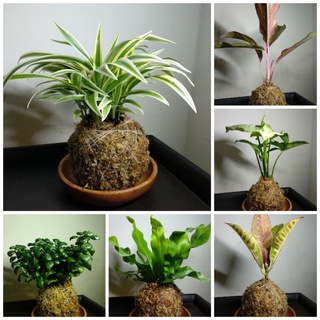靜植生活 苔球 辦公室的舒壓小物 苔球苔玉空氣淨化室內植物辦公室小物水苔文青文青植栽 蝦皮購物