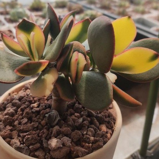 多肉植物新花月錦雙頭 蝦皮購物