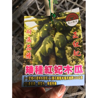 花囍園_水果苗—紅妃矮種木瓜--果實多呈圓柱形或西洋 梨形/6吋高約30-40cm
