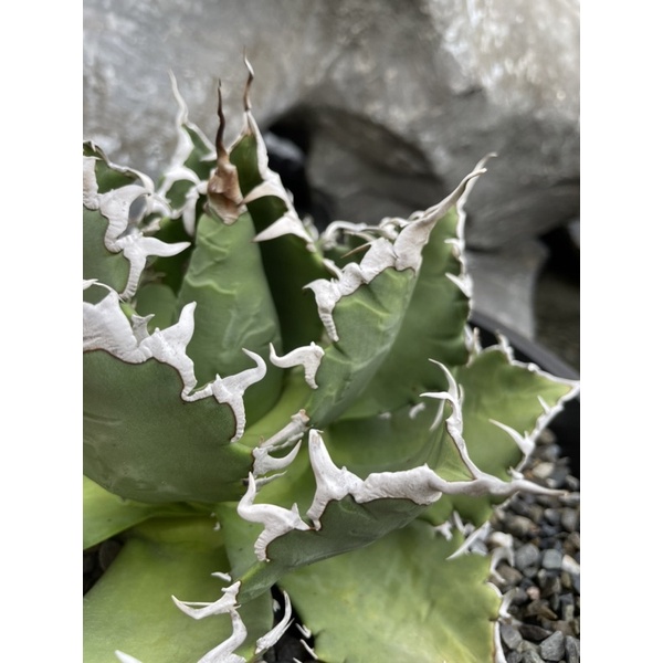 海外ブランド 【Lize産】Agave Titanota 小雨新白鯨 その他