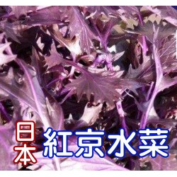 【全館590免運】日本紅京水菜種子（約250粒）