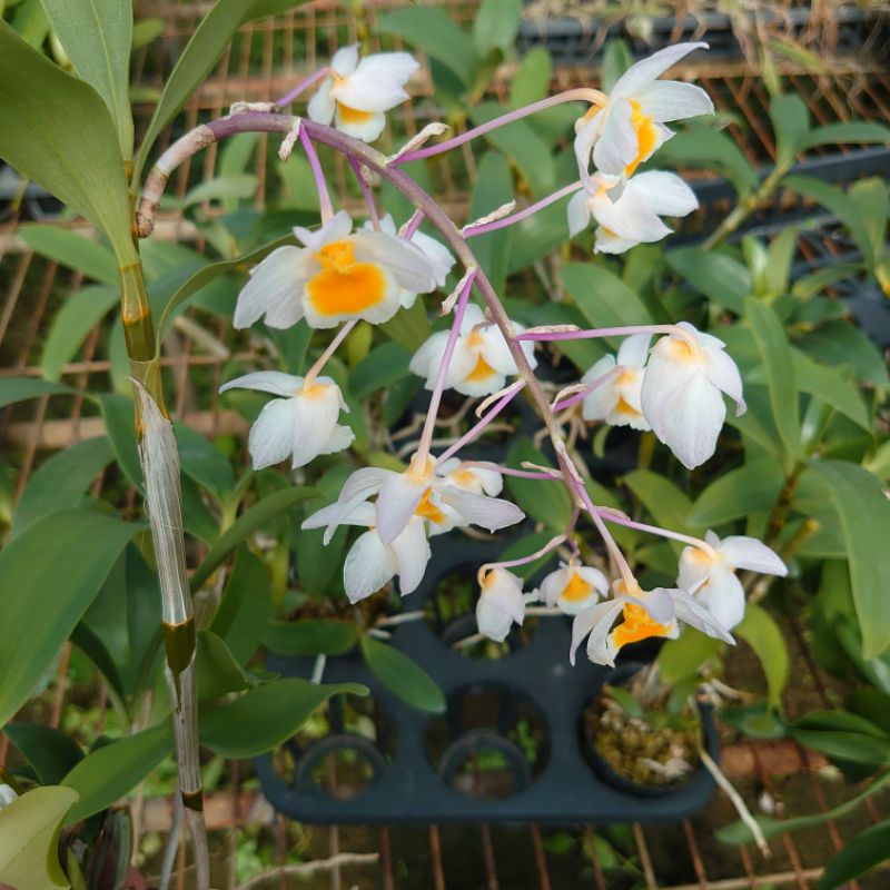 “粉燈籠”石斛 Dendrobium amabile 1.5吋/3吋