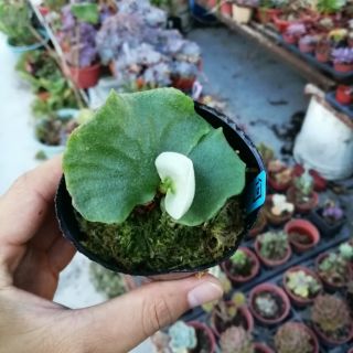 【健身農夫種田趣】鹿角蕨-何其美Platycerium holttumii