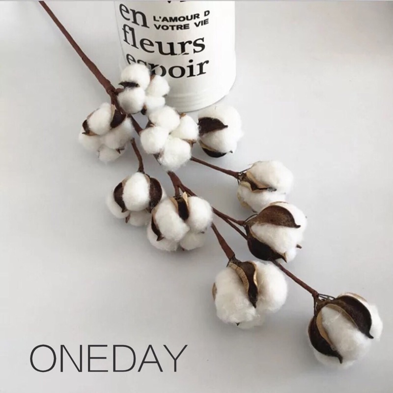 ONEDAY ⭐️ 天然10頭棉花 棉花頭 棉花桿 乾燥花材料 乾燥花材