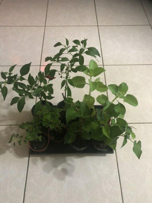 野山椒苗3 5吋黑軟盆高15 30公分 蝦皮購物