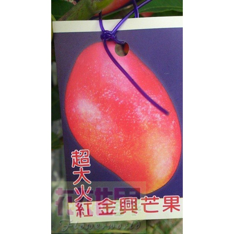 花花世界-水果苗 **金興芒果** 4吋盆/高50-100cm /超大火紅/MA*不建議超取*