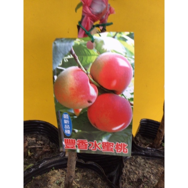卉迎園藝 豐香水蜜桃嫁接苗高度60公分/水果樹苗/新興果樹