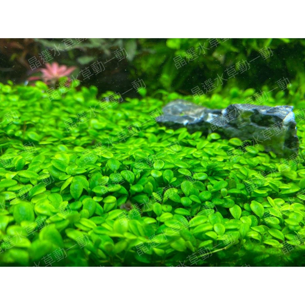 水草前景草 拍賣 評價與ptt熱推商品 21年4月 飛比價格