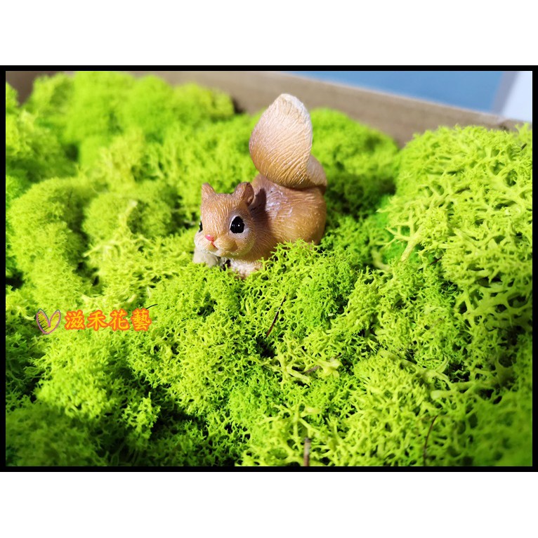 Moss草青苔永生苔蘚苔草永生苔平均25元 份挪威苔多肉植物微景觀 滋禾花藝 永生花不凋花造景鋪材馴鹿水草