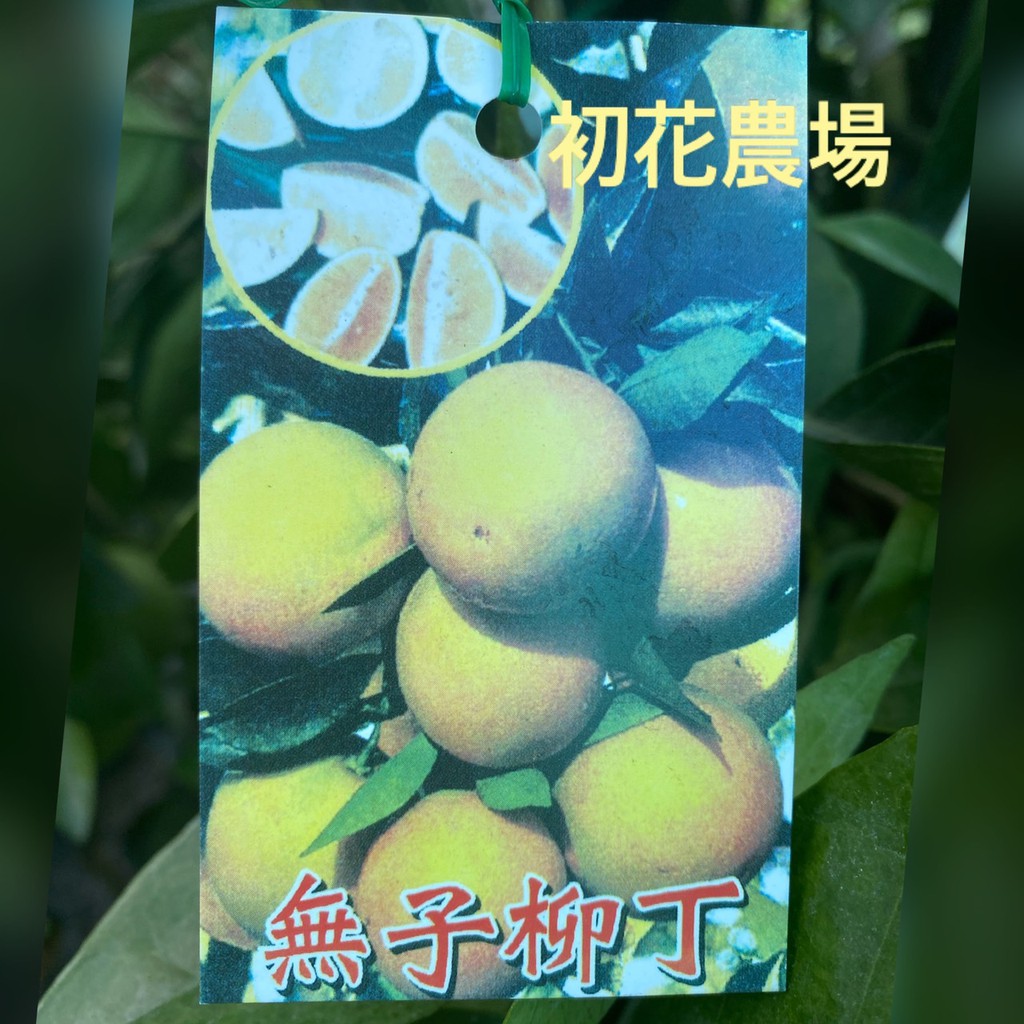 初花農場 柑橘苗 4 5吋盆 果樹苗 超取 限定兩棵 並且需挖土剩下土球寄送 不介意再下單喔 需剪枝條 特價150元 蝦皮購物