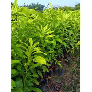 ★綠霖園藝★黃金果 實生苗 高度大約70公分 觀賞植物/水果樹苗/新興果樹/果苗/嫁接/植物/盆栽