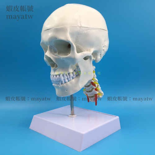 (MD-B_0815)頭骨帶頸椎模型 人體骷髏頭模型 成人頭骨 頸椎動脈模型 頭顱標本