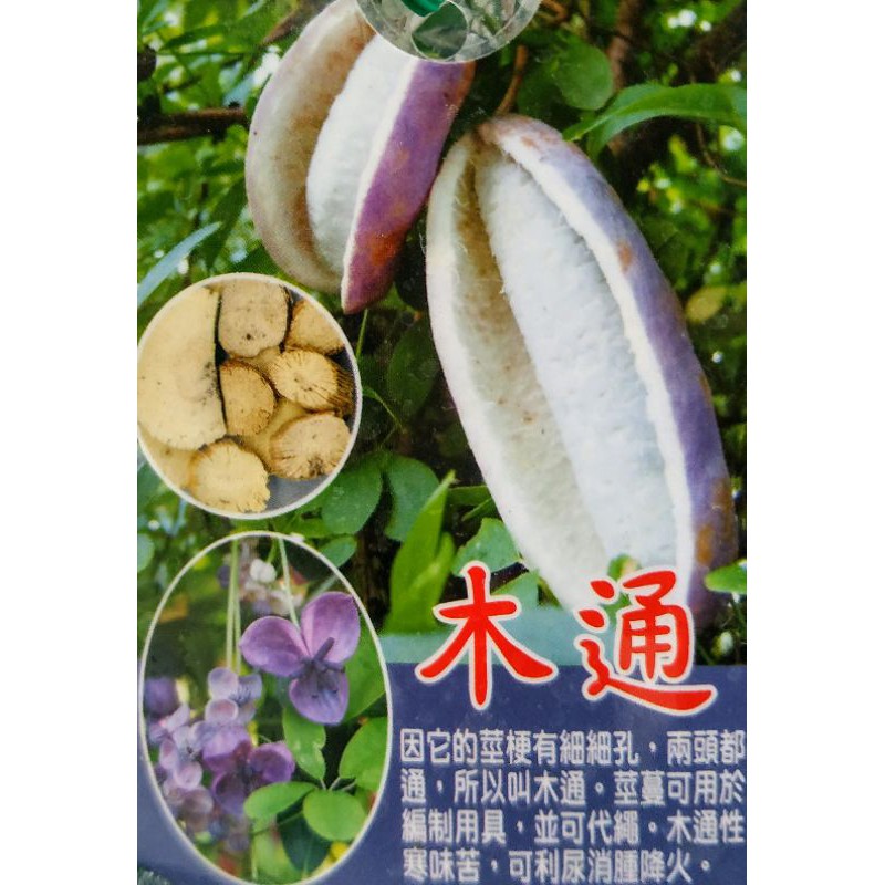 木通盆栽木通苗木通果5吋盆 蝦皮購物