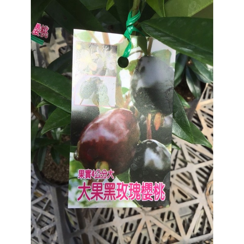 卉迎園藝  大果黑玫瑰櫻桃實生苗高度60公分/水果樹苗/新興果樹
