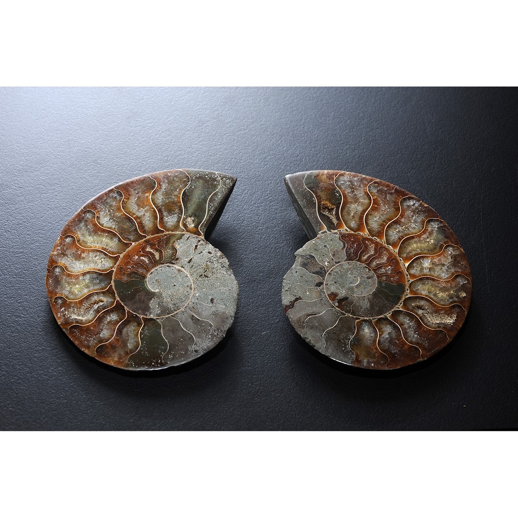 海螺化石 彩斑菊石 斑彩螺 鸚鵡螺.(原礦、寶石、水晶、晶礦、擺件)