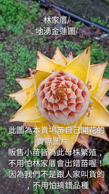 林家厝 現貨 裸根苗 地湧金蓮苗花期長達8個月切花 供佛 庭園景觀 五樹六花之一 蝦皮購物