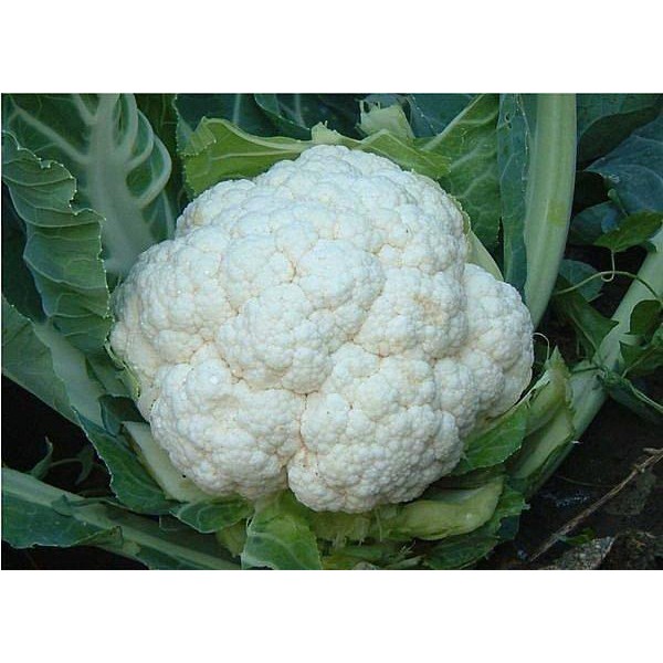 【野菜部屋~】E17 雪美早熟白花椰菜種子3公克(約610顆種子) , 特耐暑雨，生長強健 , 蕾莖甜嫩~