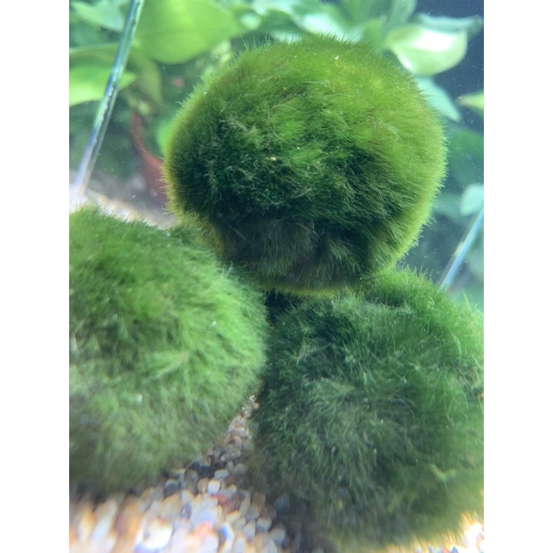 日本療癒身心水草藻球 蝦皮購物