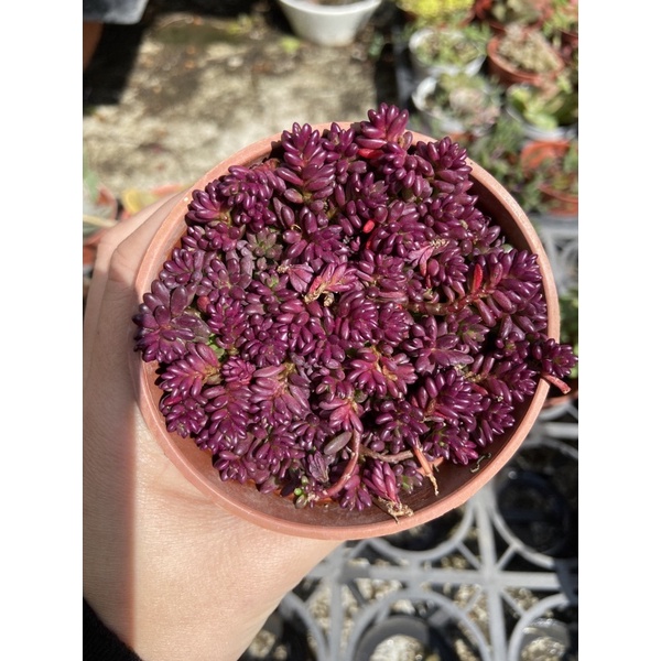 紫米飯多肉植物-療癒盆栽