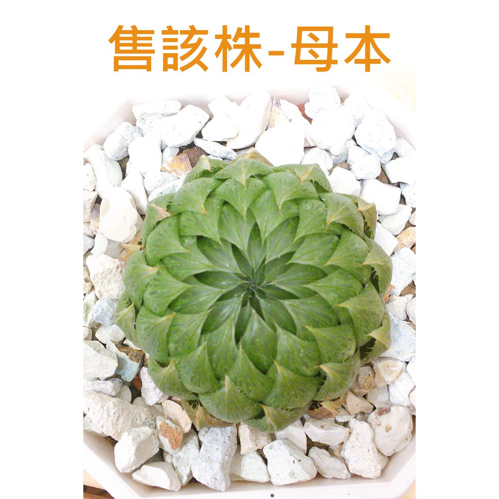 一物一拍 櫻水晶母本4 5吋盆 母株販售 葉片肥厚 百合科 快速出貨 Haworthia 多肉植物 蝦皮購物