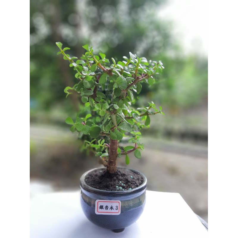 銀杏木 金枝玉葉 馬齒莧 多肉植物 幸運樹小品盆栽桌上盆栽迷你盆栽釉盆 蝦皮購物