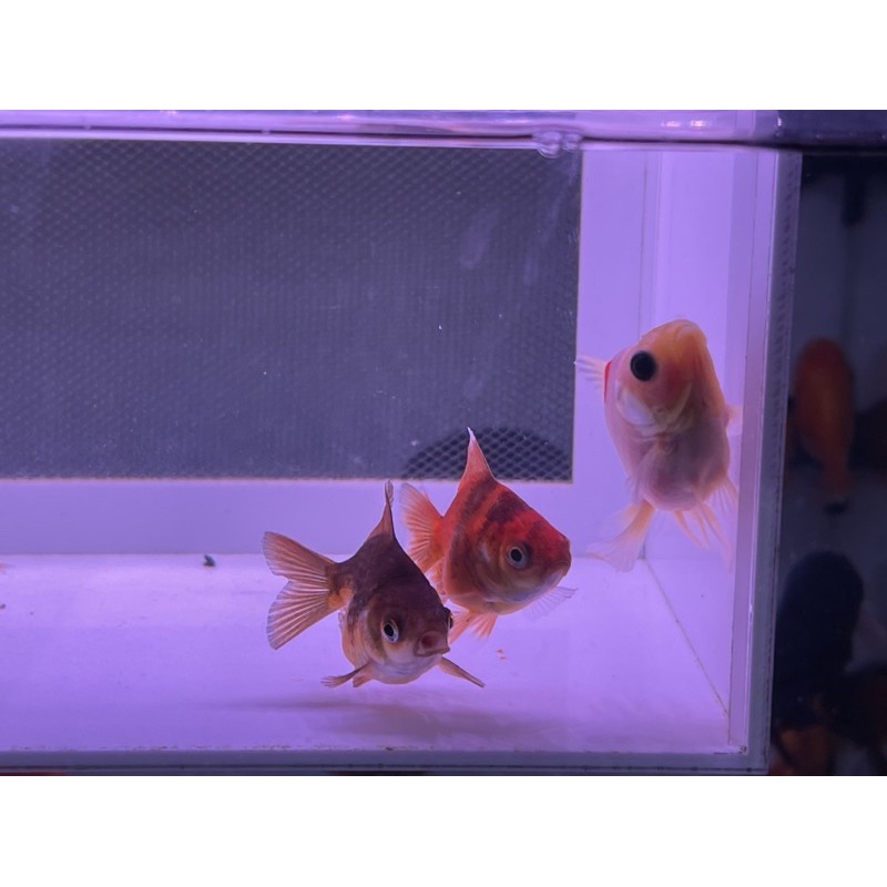 短尾琉金2吋大 各式金魚 龍魚 異形模型 蝦皮購物