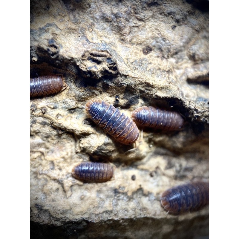 鼠來鼠趣 療癒小寵merulanella Sp Vietnam 越南紅頭鼠婦賣場滿千免運 蝦皮購物