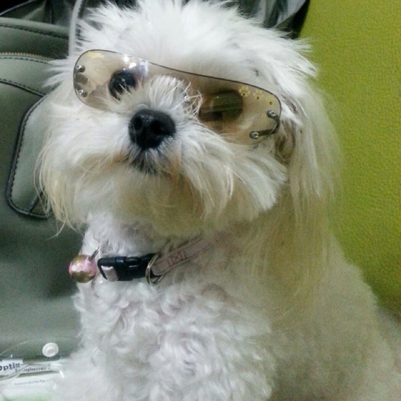 Doggles k9 Optix 寵物太陽眼鏡 柴犬尺寸