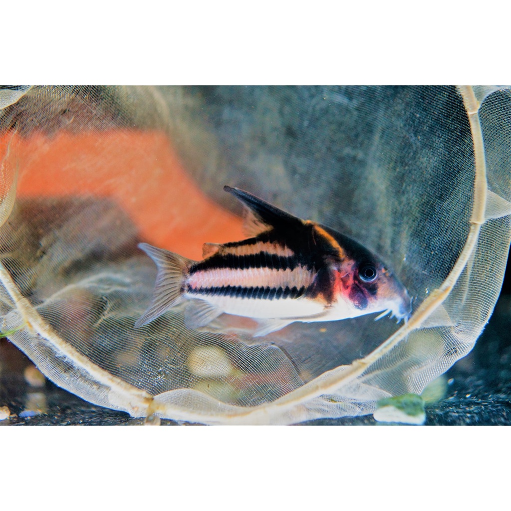魚色南苑 超級二線鼠7cm 鼠魚活餌飼料 蝦皮購物