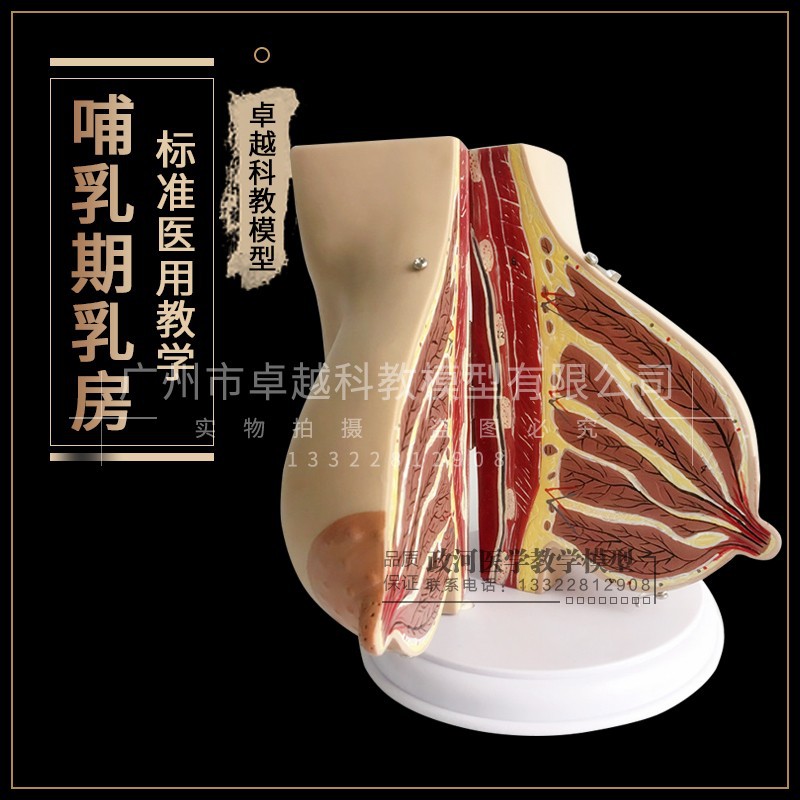 人體模型 乳房模型胸模型胸部解剖模型靜止期哺乳期女性乳房結構造教學醫學 蝦皮購物