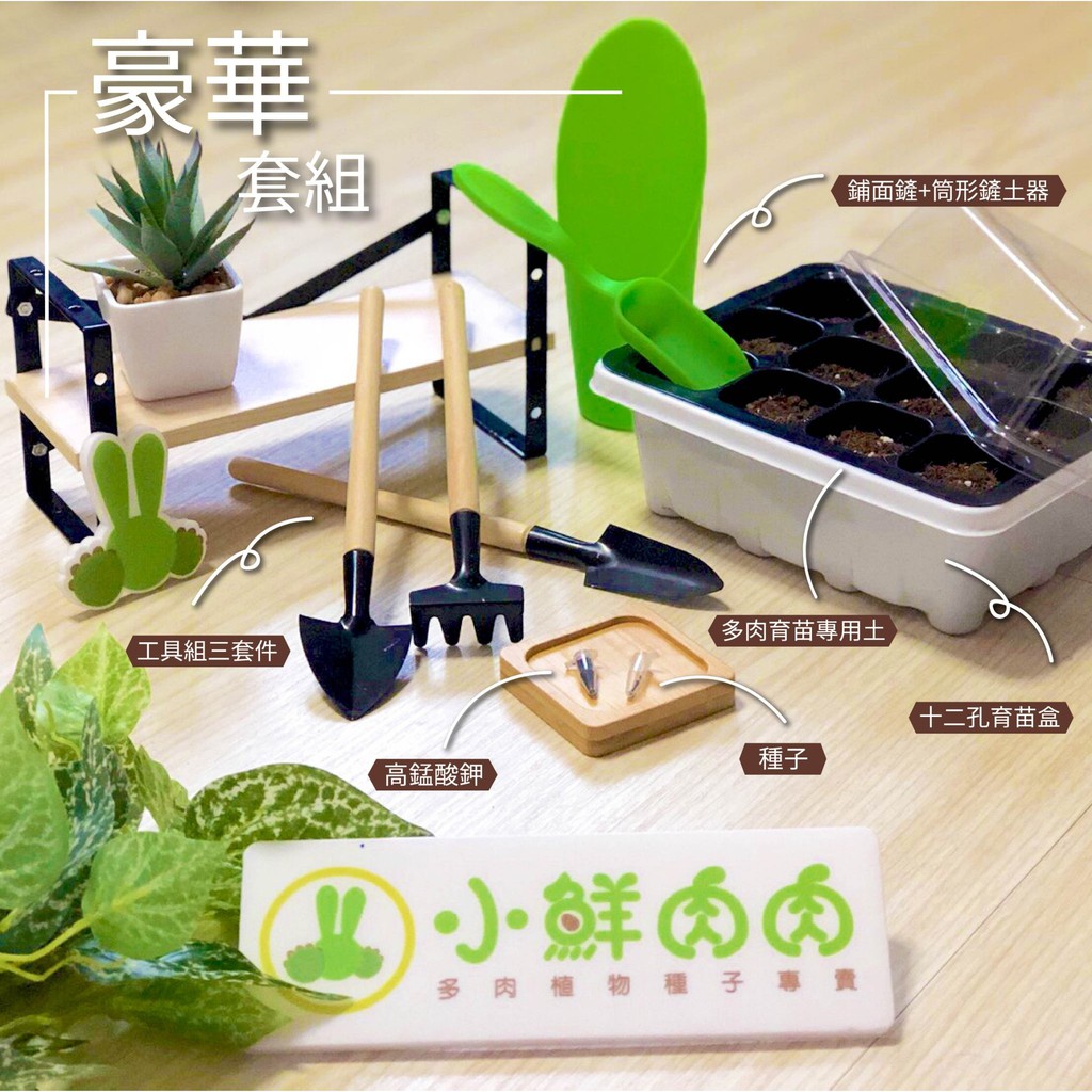 小鮮肉肉 景天科銀波屬熊童子多肉植物種子10粒裝 蝦皮購物