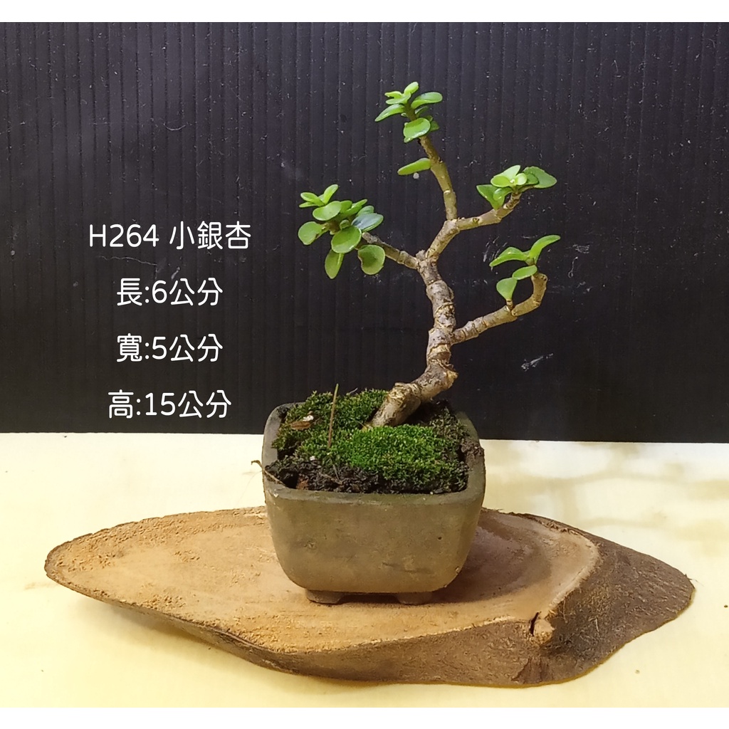 逸林   H264  小銀杏  觀賞用  小品盆栽