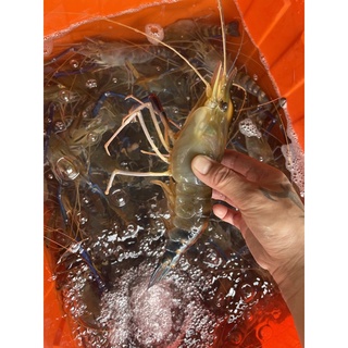 活跳跳泰國蝦，八斤免運區 急速冷凍真空包裝，中大蝦一斤約8-12隻、