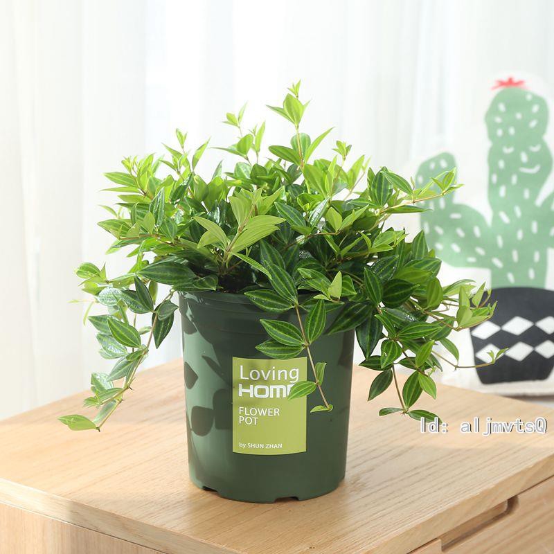 鉆石翡翠吊蘭盆栽室內千葉百萬心常春藤吸甲醛綠植花卉觀葉植物 蝦皮購物