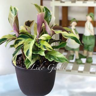 大理石竹芋 黃油畫竹芋 五吋 初春開始最美的時候 嬌貴難伺候 蝦皮購物