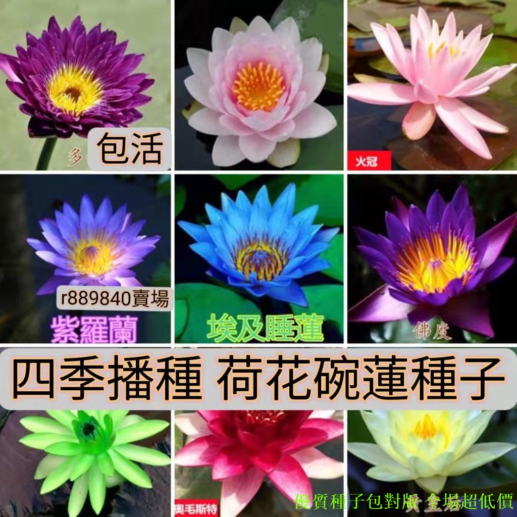 超高發芽率 3元1粒荷花蓮花碗蓮46種荷花 蓮花種子四季播種水生植物睡蓮花盆水耕植物荷花種子水培盆栽春夏秋天可種