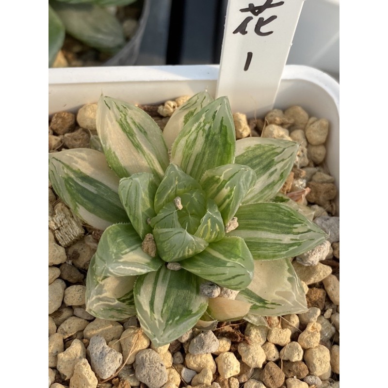 Haworthia ハオルチア花火オブツーサ錦 蝦皮購物